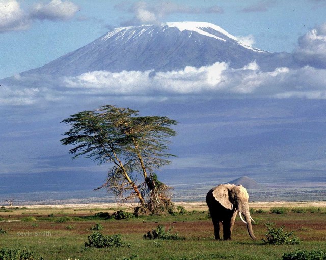 Одинокий слон на сизом фоне Килиманджаро